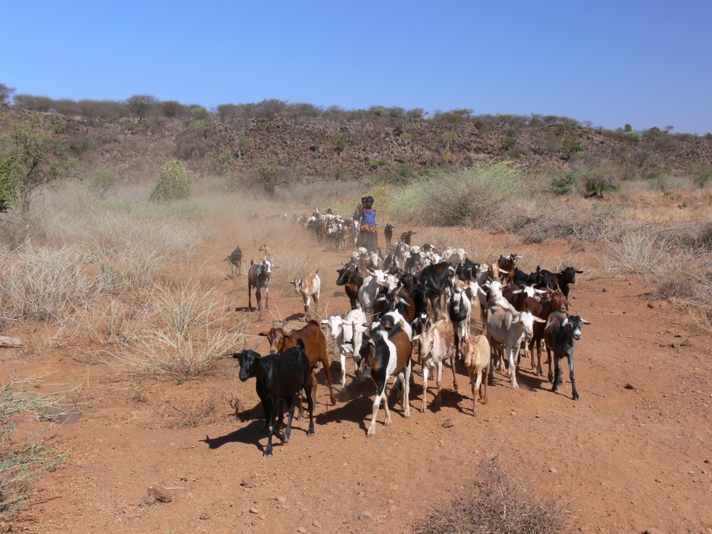 The AFAS-Centre in Kenya and Ivory Coast deals with the adaptation to climate change as well as the preservation of biodiversity in African savannas.