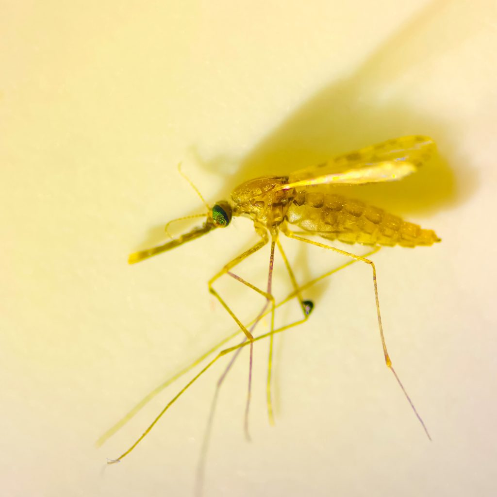CAIDERA in Lambaréné will study emerging and re-emerging viral, bacterial and parasitic infectious diseases.