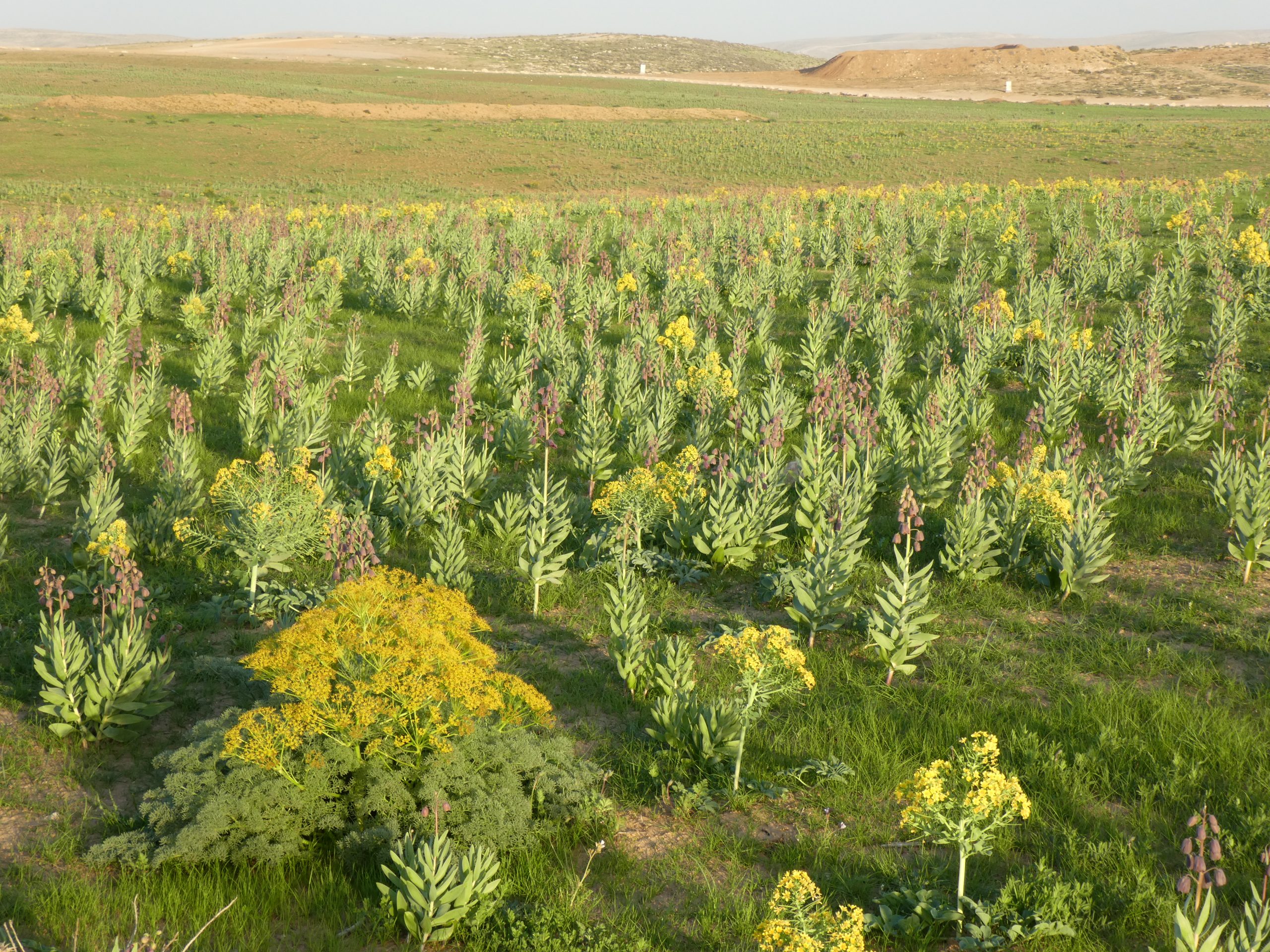 extensive agriculture