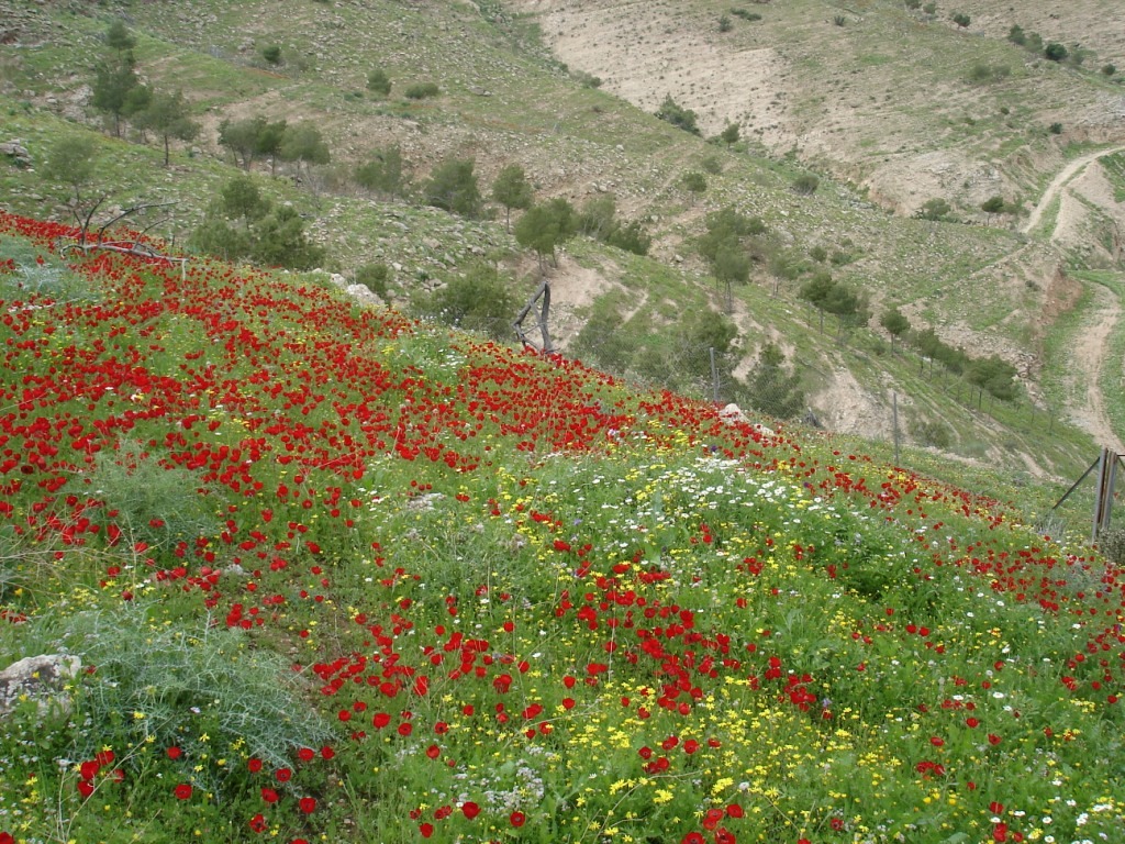 Grazing exclosure Jordan