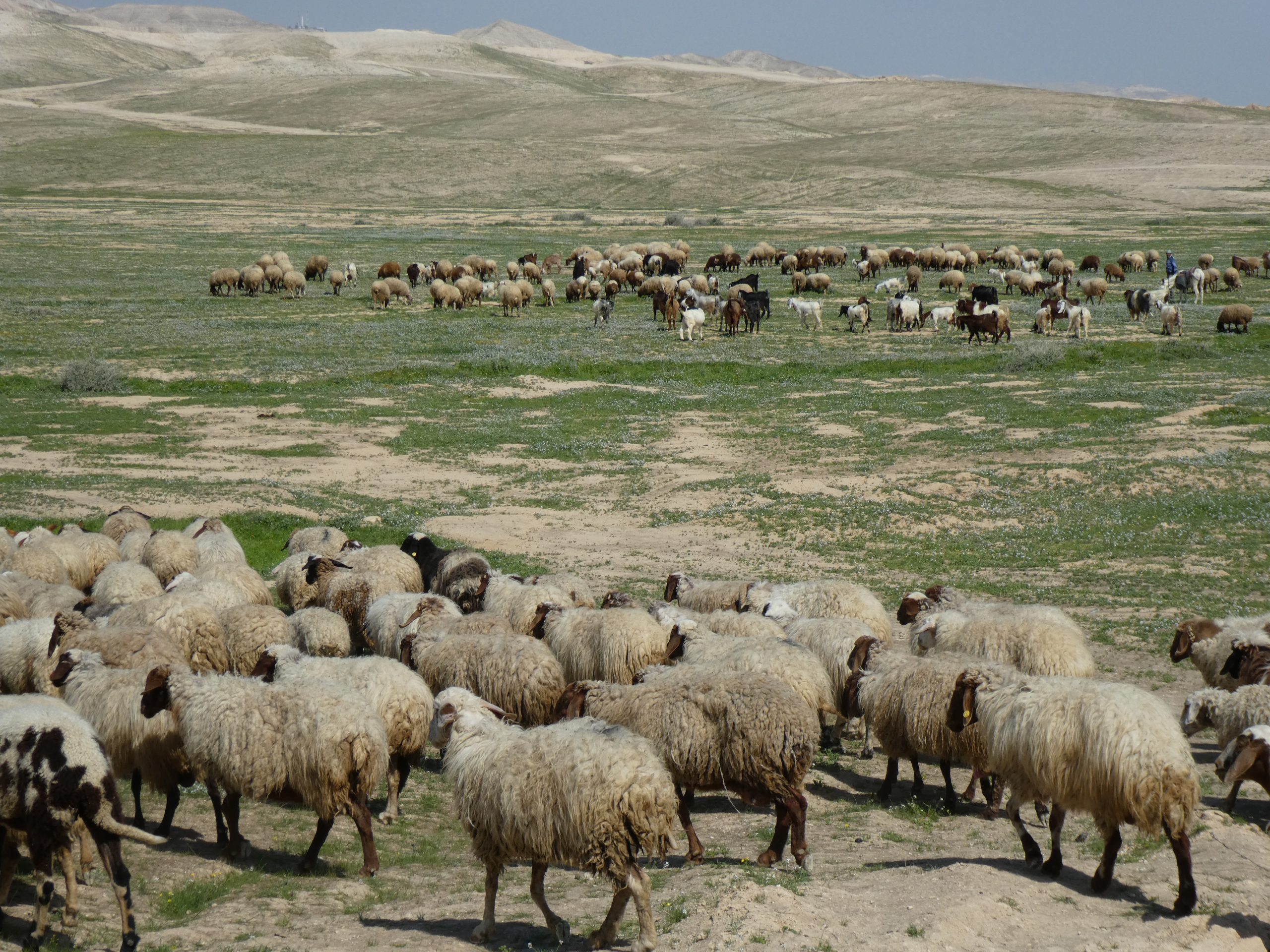 Grazing Jordan Valley